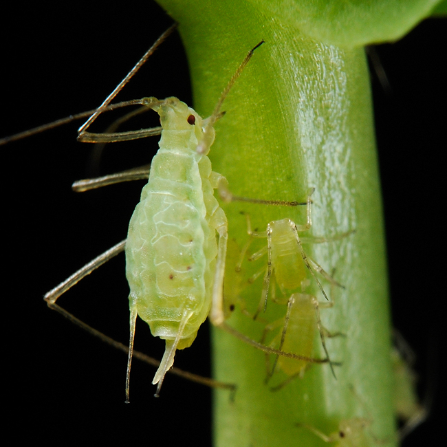Pea aphid (Acyrthosiphon pisum)
