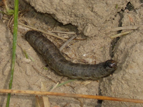 Cutworm (Agrotis ipsilon)
