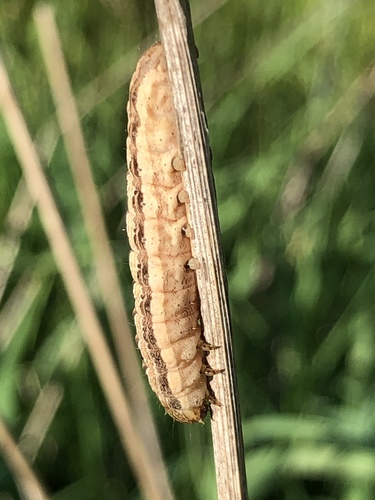 Wheat head armyworm (Dargida diffusa)