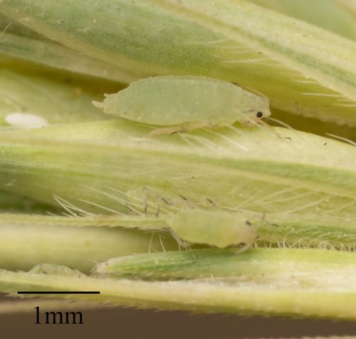 Diuraphis noxia, Russian wheat aphid