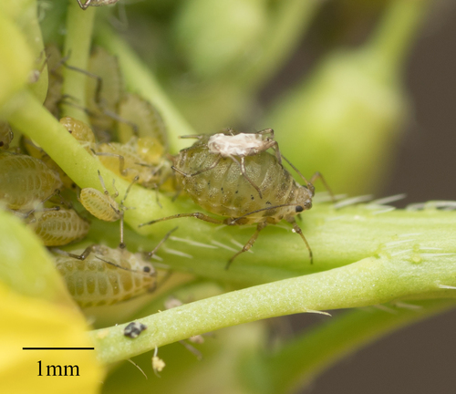 Turnip aphid (Lipaphis pseudobrassicae)