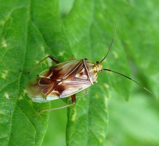 Tarnished plant bug (Lygus lineolaris)