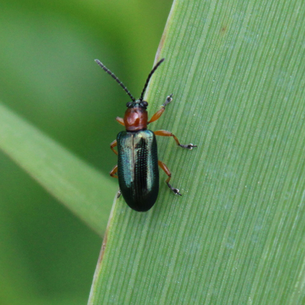 Oulema melanopus (cereal leaf beetle)