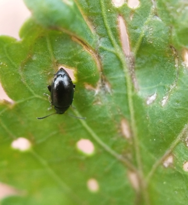 Crucifer flea beetle