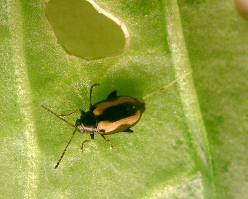 Striped flea beetle (Phyllotreta striolata)