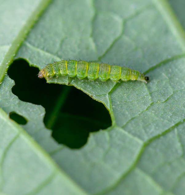 Plutella xylostella larva
