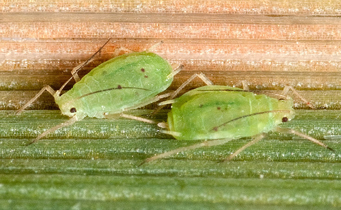 Greenbug aphid
