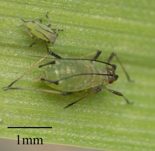 English grain aphid (Sitobion avenae)