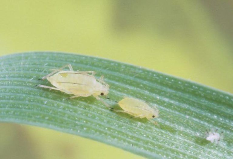 Cereal grass aphid