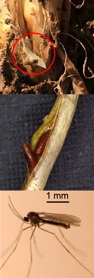 Hessian fly growth stages