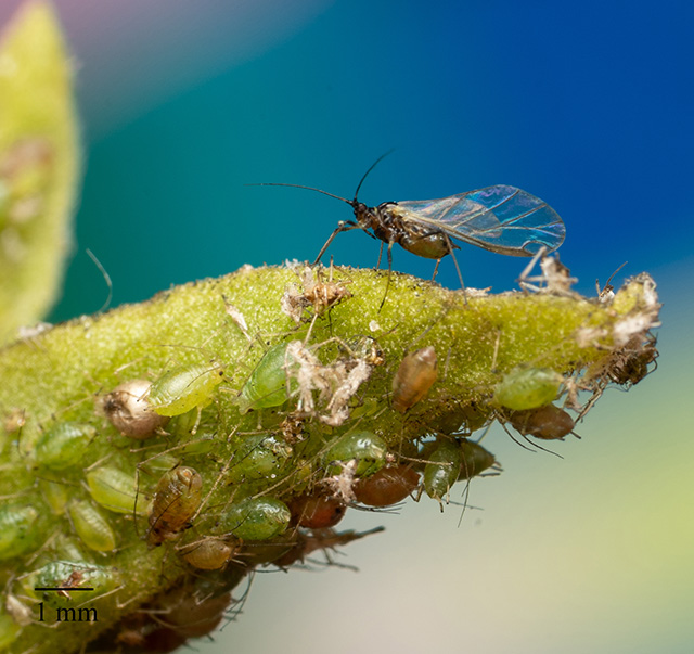 Green peach aphid (fly)